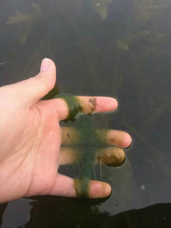 精养龙虾池怎么处理青苔,龙虾池青苔用什么除最好不伤虾苗