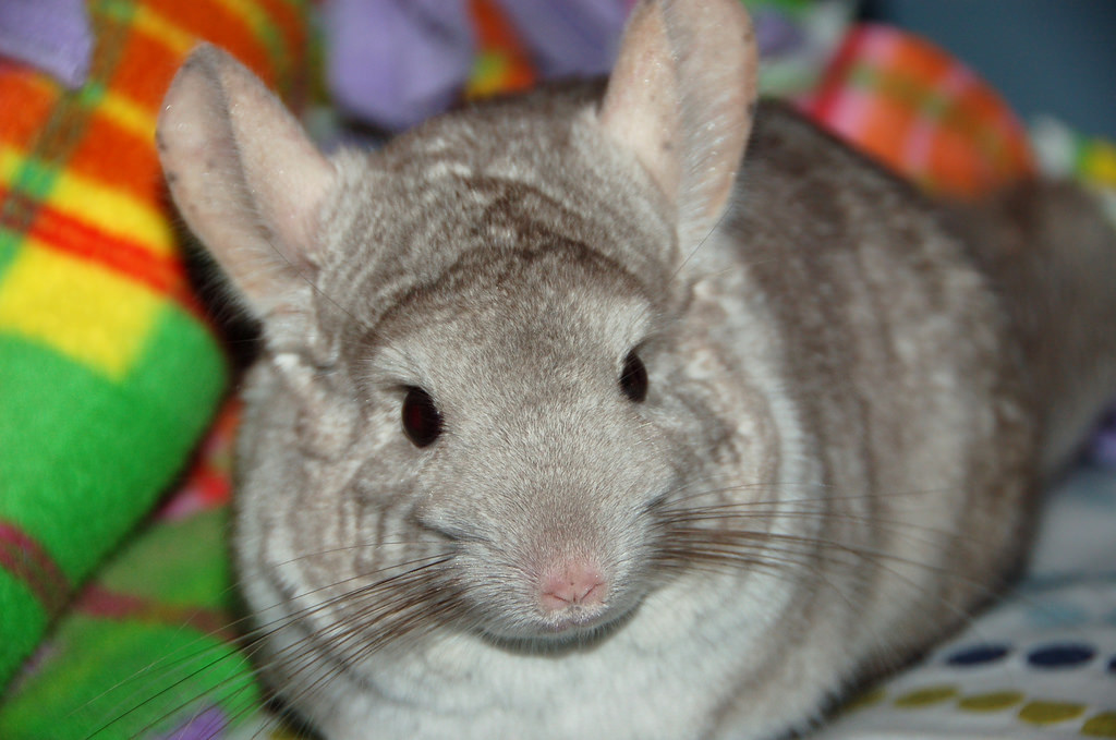 仓鼠必须要用磨牙棒吗,什么是仓鼠专门磨牙的