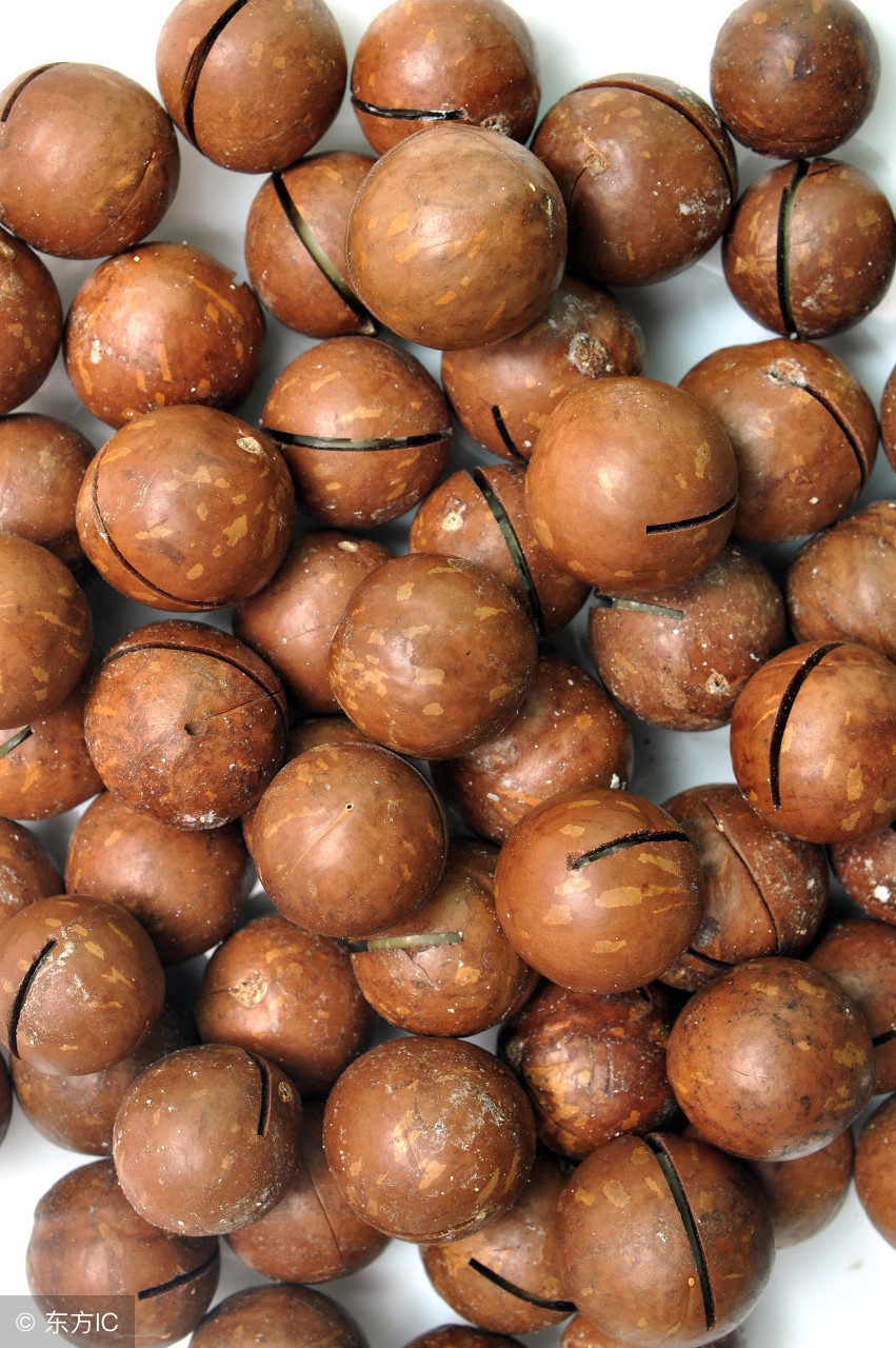 夏威夷果的正确打开方式是什么,夏威夷果为何好吃呢