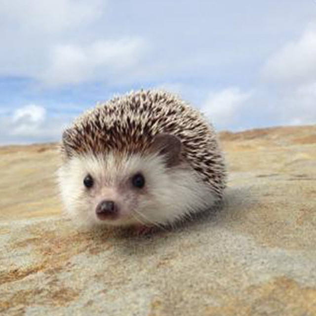 十二星座长大后最适合养什么宠物,星座百科十二星座最适合养的宠物