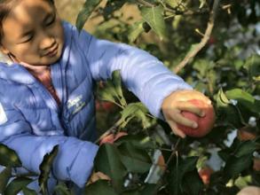 农业创业成功或失败的经验总结,传统农业创业模式有哪些