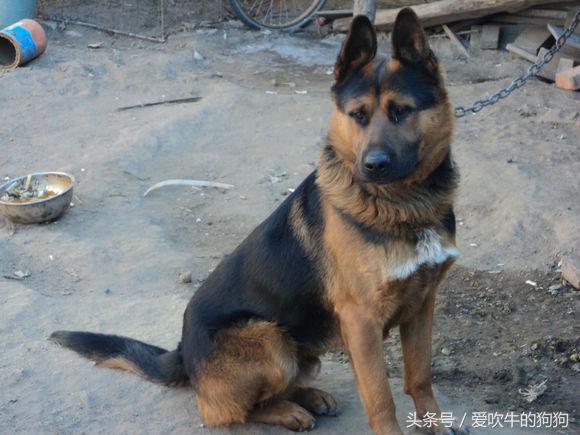 杂交德牧怎么是黑的,杂交德牧