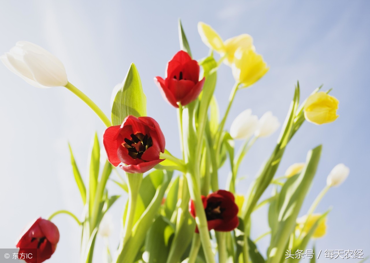 植物生长剂的正确使用方法,植物生长的抑制剂和促进剂