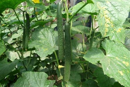 选黄瓜窍门,选择好的黄瓜
