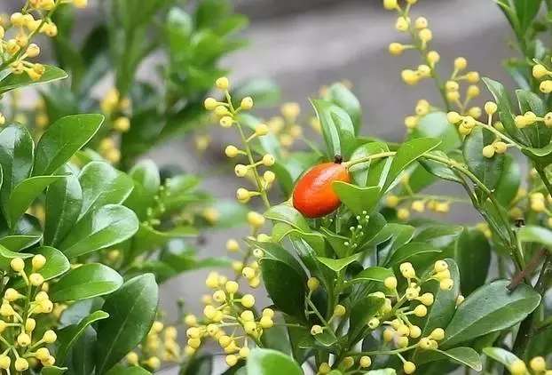 米兰花养殖方法米兰夏天能暴晒吗,米兰花怎样养又粗又壮