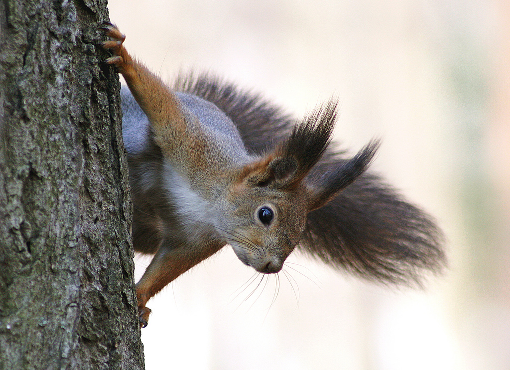 没有磨牙的东西怎么让仓鼠磨牙,有什么可以给仓鼠磨牙的吗