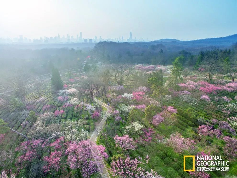 错过需再等一年！来南京看万株梅花海“淡粉宫妆”！
