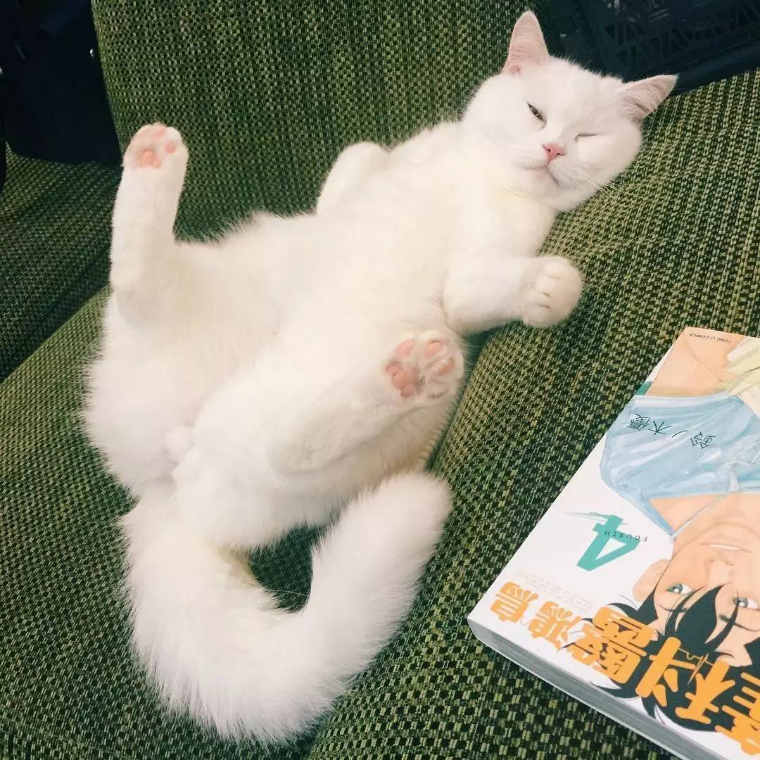 听说你骨折了，要不要我的猫给你治一下？