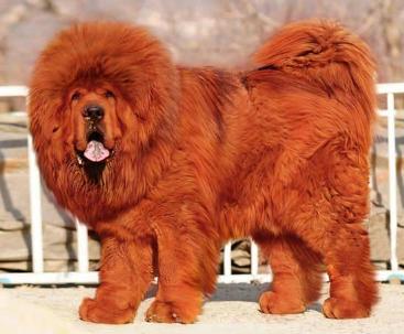 金毛狮王为什么那么多钱,二百元买的金毛