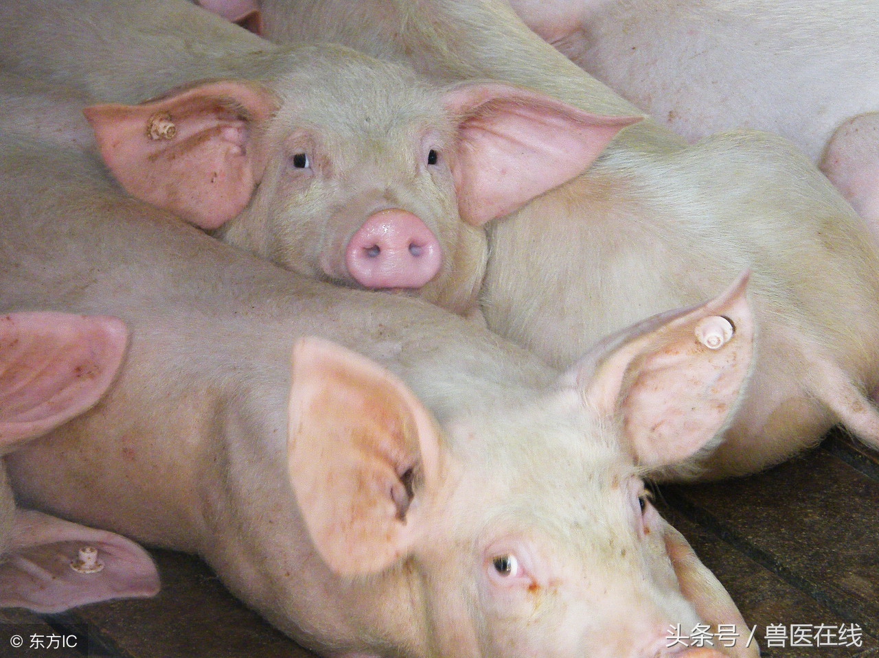 霉菌毒素到底是怎样危害养猪业的？