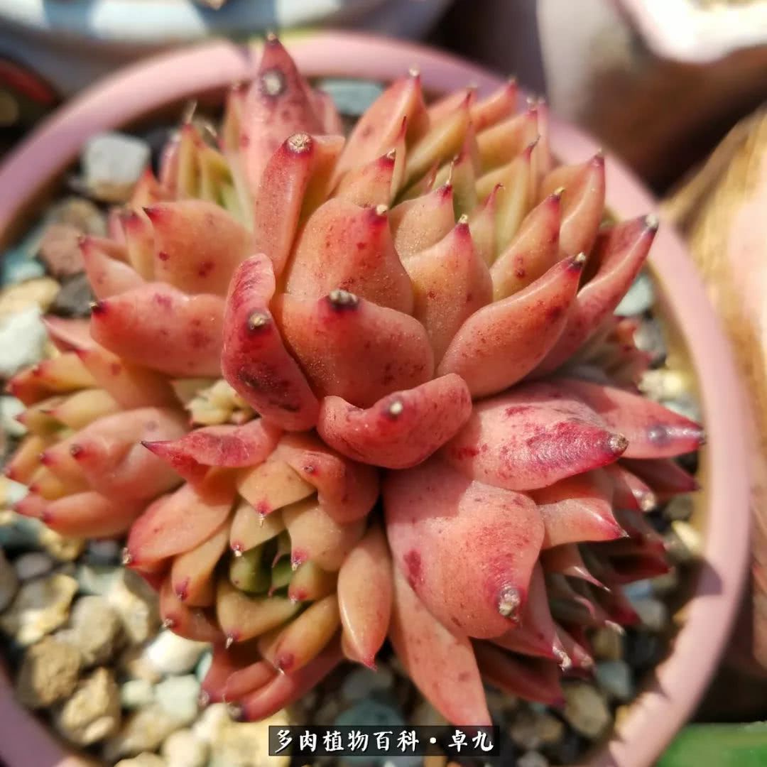 养多肉你遇到的奇葩事,养多肉的男士