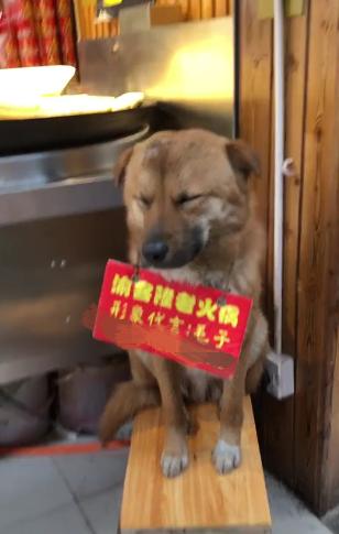 善待田园犬完整视频,善待拯救中华田园犬