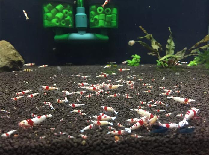 水晶虾注意事项,水晶虾的100个常识