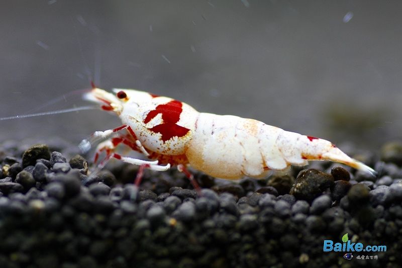 水晶虾注意事项,水晶虾的100个常识