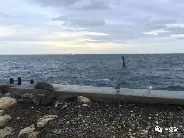 「白兔堂」可能只有不到10%的游客在澳洲玩到了这些！你玩对了吗？