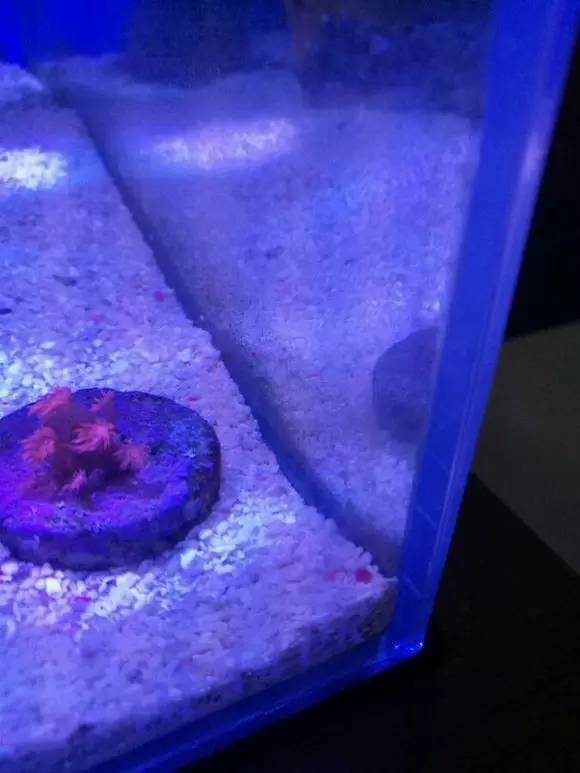 海缸变褐色,海缸变乳白色