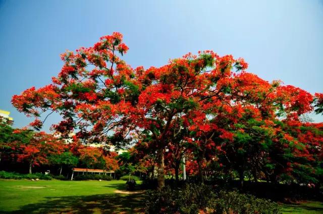 阴翳三宅一生,三宅一生阴翳灯系列