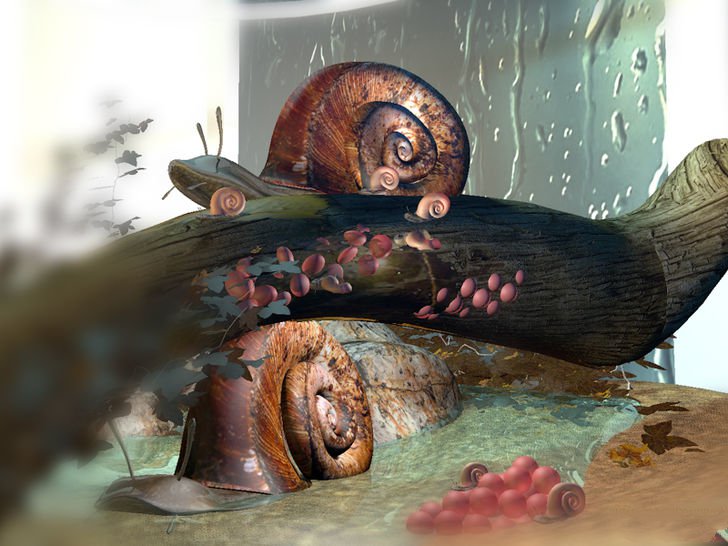 在家养蜗牛怎么养,如何养白玉蜗牛宠物