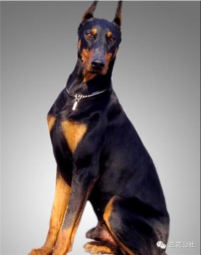 各种狗狗及其身价，狗迷们赶紧收藏起来