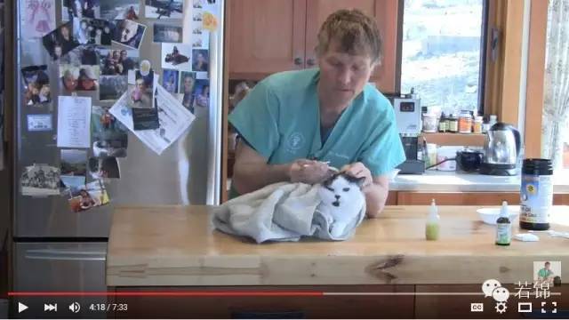 宠物耳螨怎么算痊愈,宠物有耳螨治疗要多少钱