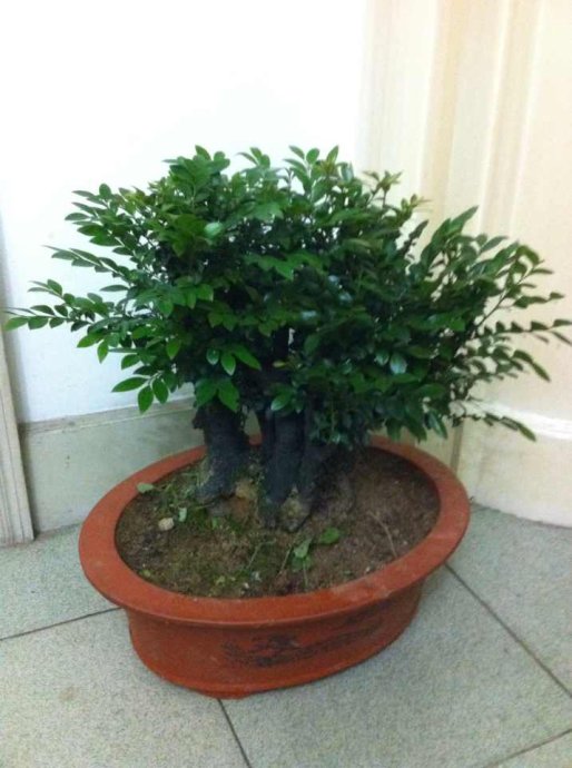 小叶紫檀盆景的养护技巧,小叶紫檀盆景造型图