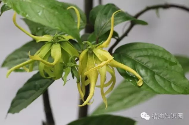 依兰精油对头发的功效与作用,依兰精油成分有哪些