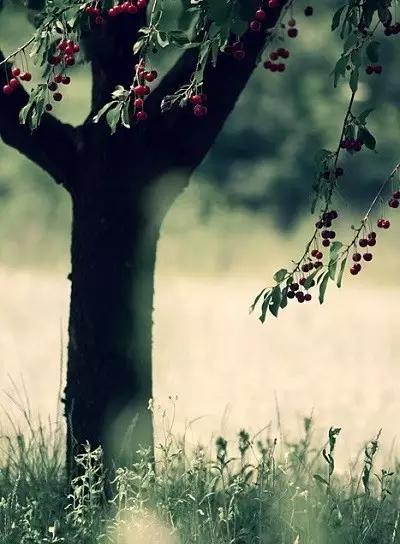 不红的樱桃怎么能更甜,买的樱桃不甜怎么办