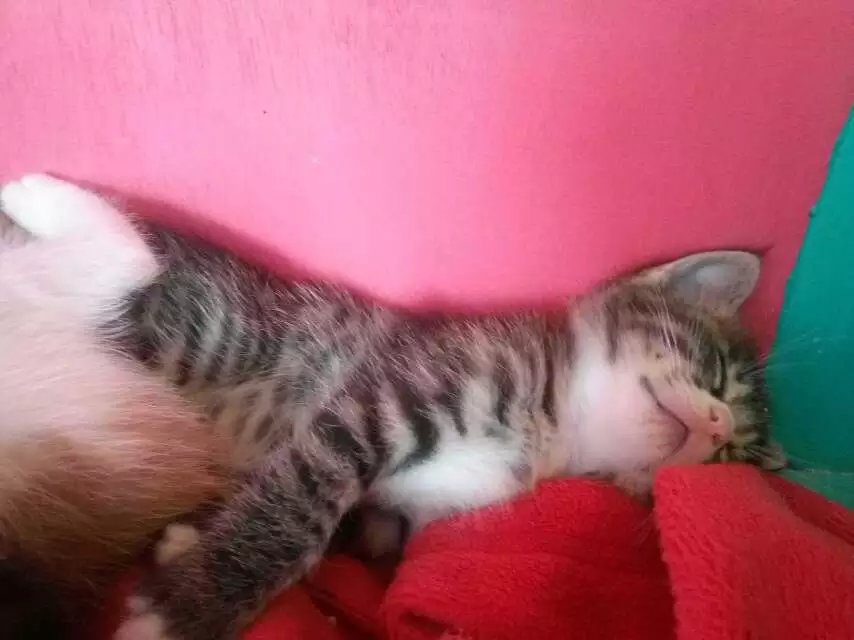 憨咪黄豆豆的幸福猫生