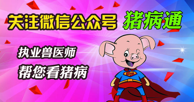 猪总睡在猪屎上什么原因,猪会到处拉么