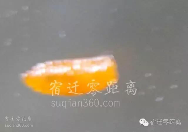 桑葚里爬出虫子,桑葚放大里面有虫子