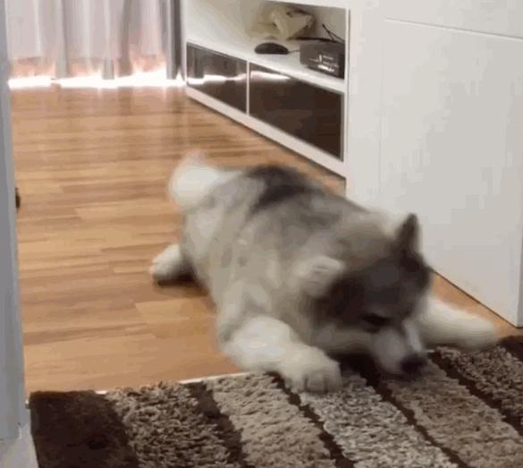 终点就在眼前！懒懒哈士奇却用“毛毛虫蠕动法”过去