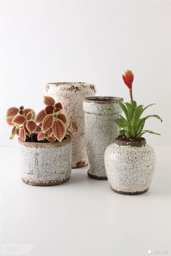 家里阳台养花怎么处理,夏季养花施肥有臭味怎样消除