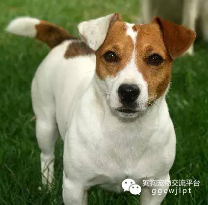 狗狗耳朵什么样可以立起来,狗狗耳朵分析图解