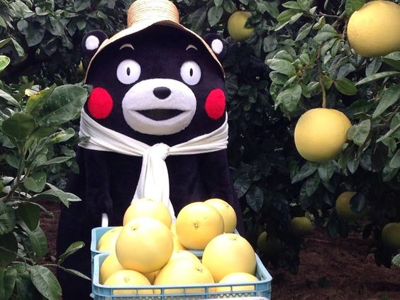 熊本熊长大后的样子,四只熊本熊图片