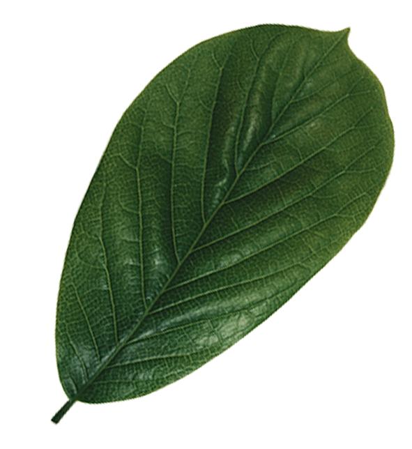 每个人心中都会有一座神秘园,每个人心里都会有一座神秘园