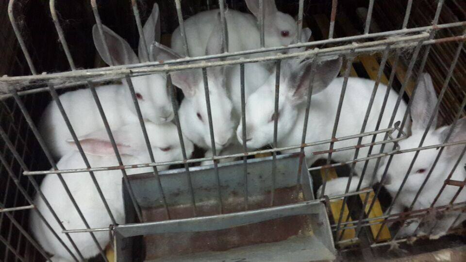 兔肉的养殖成本多少,农村养兔及加工兔肉创业