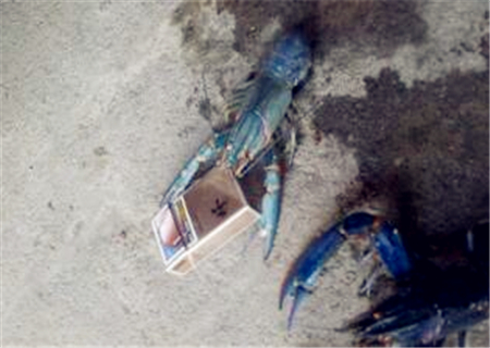 澳洲淡水龙虾养殖成本,2023澳洲淡水龙虾价格表