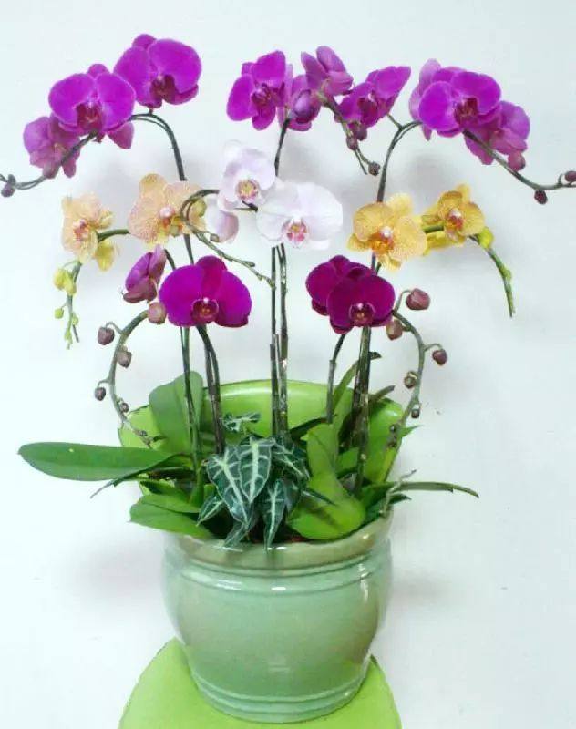 花叶子干枯一碰就掉怎么补救,杜鹃花叶子干枯一碰就掉