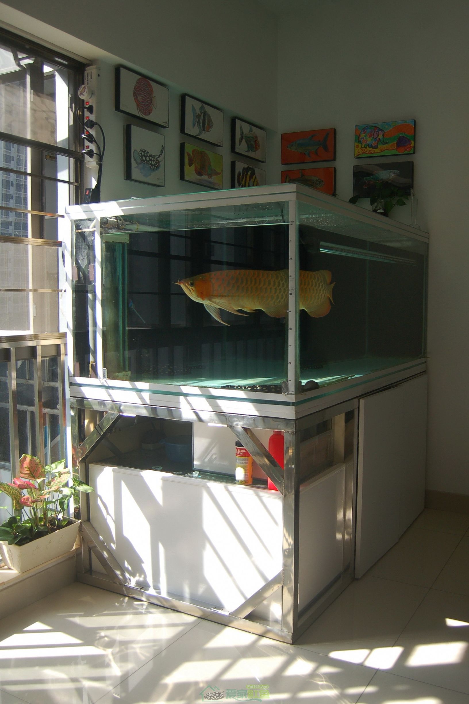 [龙鱼]顺水而为，则龙魟无忧