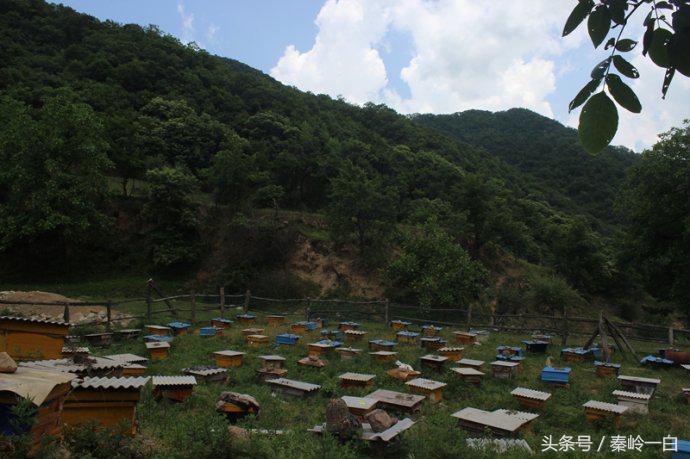 我们常吃的蜂蜜你真的了解它吗,蜂蜜是这样来的你还敢吃吗