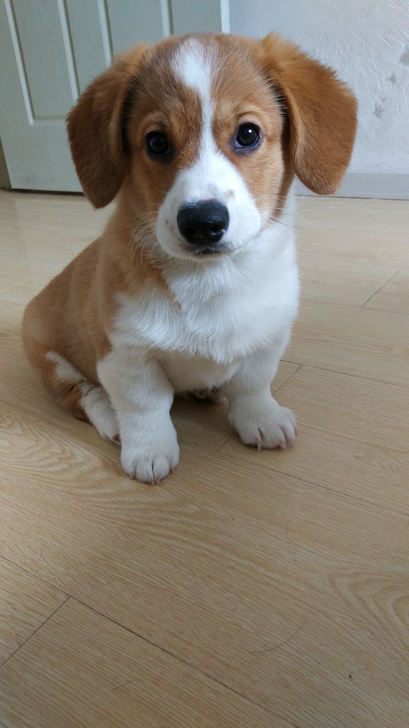 柯基怀孕2月生了5只小奶狗，主人一只没送，网友：一看就是土豪！