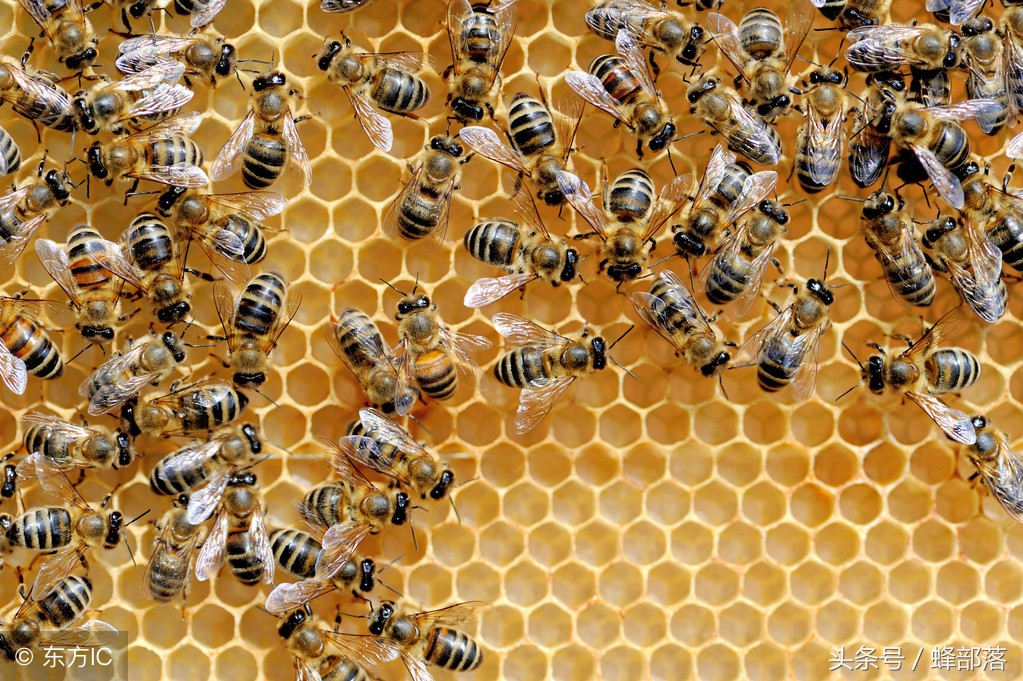 养蜂怎么防止蜂王分蜂,养蜂春繁雄蜂过多怎么办