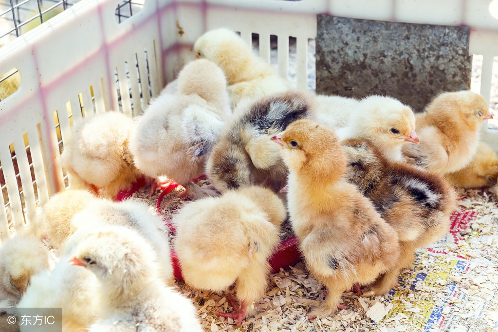 雏鸡怎么养可以提高成活率,雏鸡的饲养管理方法和注意事项