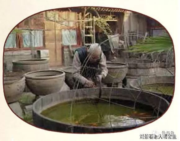 古法养鱼能养锦鲤吗,古法养鱼全过程视频