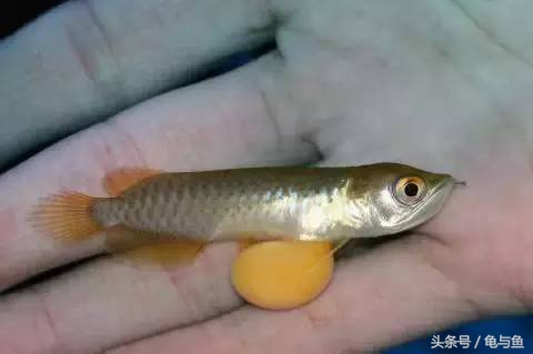 过背金龙鱼成长记录,过背金龙鱼1个月能长多少