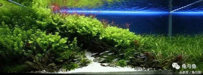 关于水族方面的科普,关于计量单位的科普视频