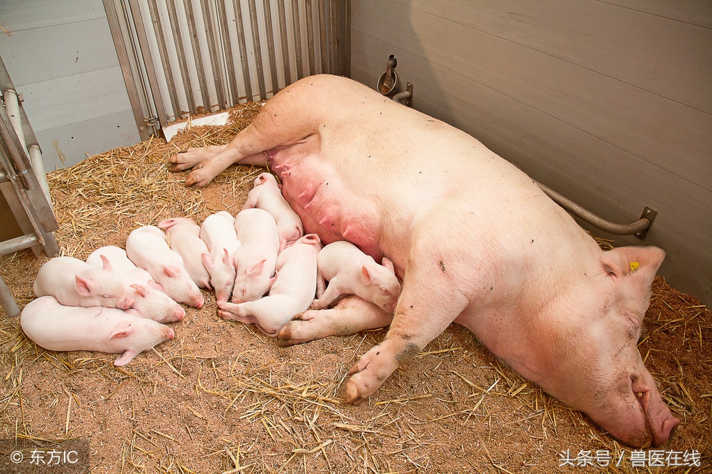 母猪场仔猪存活率多少正常,母猪下仔猪成活率低