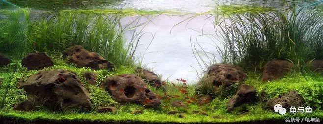 水草缸如何判断是否缺氧,水草缸检测水质