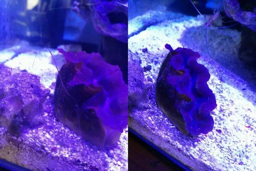 海缸变褐色,海缸变乳白色