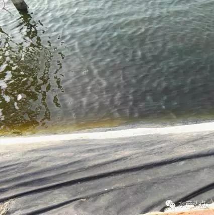 白对虾养殖甲裸藻怎样处理,海水养殖南美白对虾爆发血红裸藻